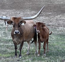 SLL QUEEN OF HEARTS (BUTLER COW)