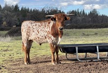 2/14/22 ROWDY COWGIRL BC 26