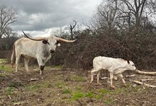 3/11/24 SNOWBERRY HEIFER