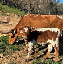 RA Spot On Night Star