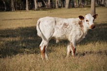 BULL SLL SHOWGIRL X NIGHT HAWK 539