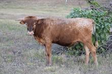 Unnamed Steer 785 