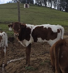 RA Wild Jack of Hearts